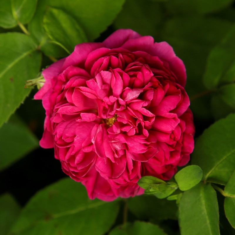 雷什特玫瑰Rose de Resht