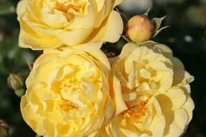 阳光玫瑰 Sunny Rose