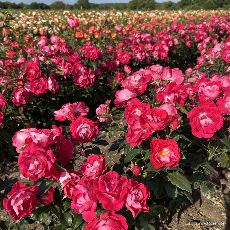 花之莱茵月季 盛开的莱茵河 blütenRhein