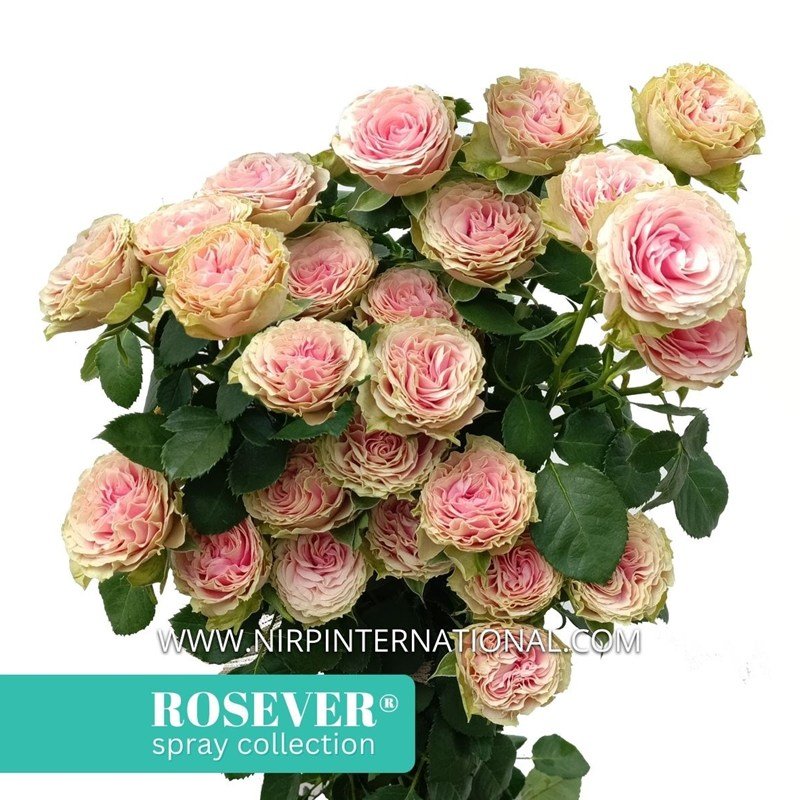 优雅玫瑰恋人月季 优雅玫瑰恋人 Grace Rosever