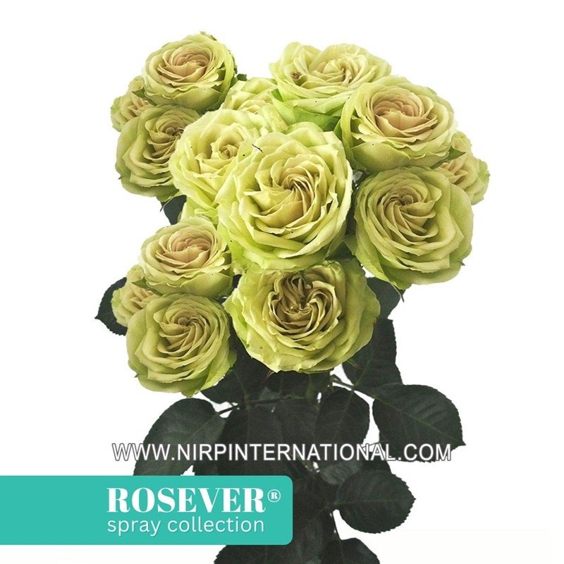 绿色玫瑰恋人月季 绿色玫瑰恋人Green Rosever