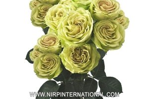 绿色玫瑰恋人Green Rosever