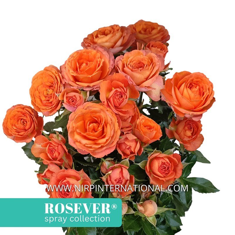 龙玫瑰恋人月季 龙玫瑰恋人Dragon Rosever