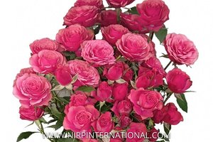 英式玫瑰恋人English Rosever