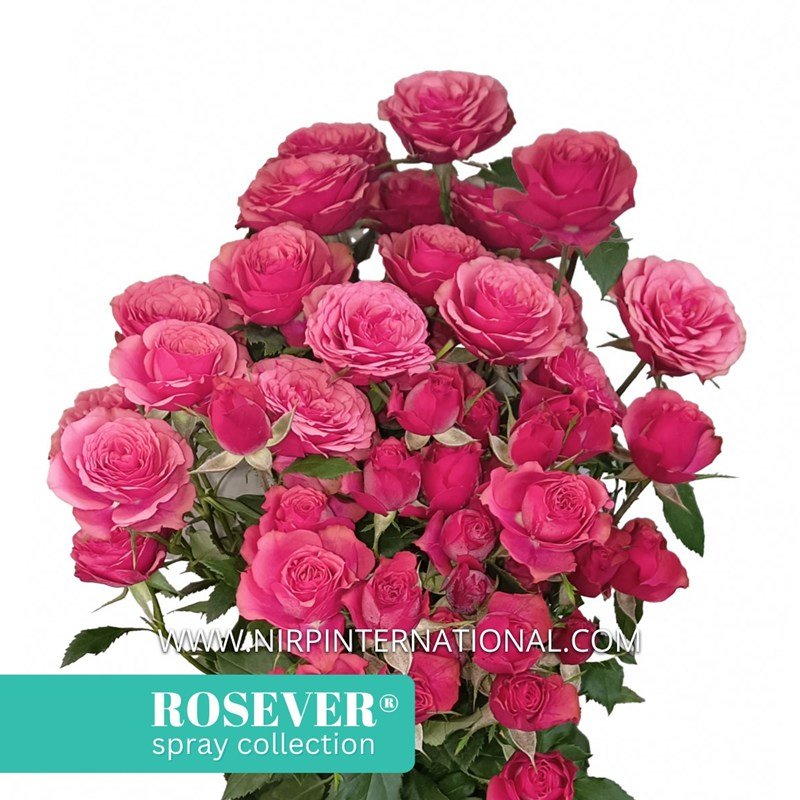 英式玫瑰恋人English Rosever