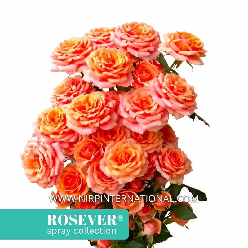 快乐玫瑰恋人月季 快乐玫瑰恋人Happy Roserver