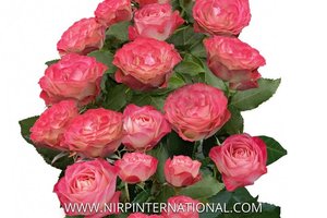 古董玫瑰恋人 Antique Rosever