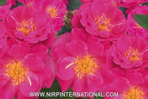 宝贝蓝 BABY BLUE
