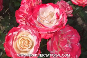 罗莎·迪·热那亚 Rosa Di Genova