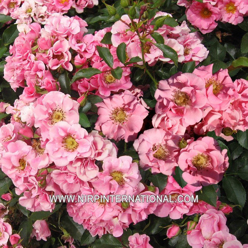 ROSE D'ANNECY月季 安纳西ROSE D'ANNECY