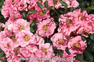 安纳西ROSE D'ANNECY