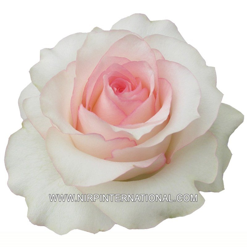 玫瑰浪漫月季 玫瑰浪漫ROSEMANTIC