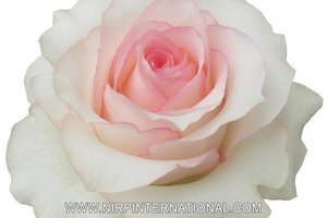 玫瑰浪漫ROSEMANTIC