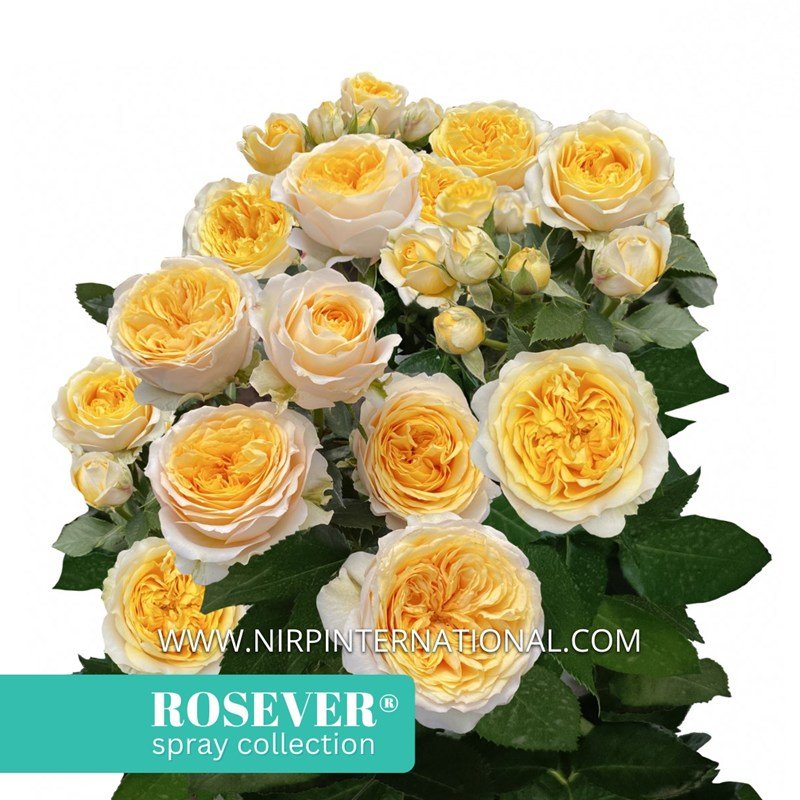 皇家玫瑰恋人月季 皇家玫瑰恋人 Royal Rosever