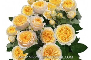 皇家玫瑰恋人 Royal Rosever