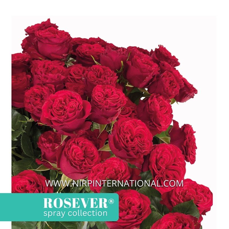 性感玫瑰恋人月季 性感玫瑰恋人 Sexy Rosever