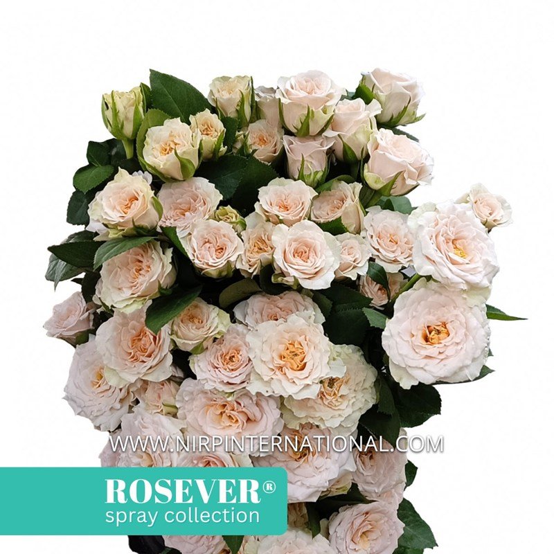 新娘玫瑰恋人 Bridal Rosever