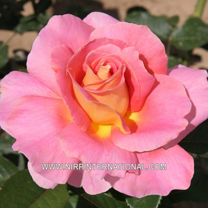 EVELYNE DHELIAT月季 伊芙琳·德利亚特EVELYNE DHELIAT