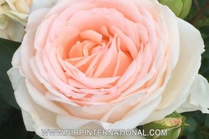 格鲁奥·拉罗斯GRUAUD LAROSE