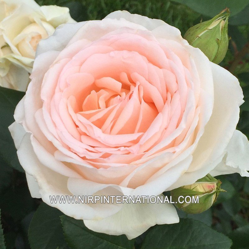 GRUAUD LAROSE月季 格鲁奥·拉罗斯GRUAUD LAROSE