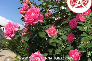 皇家香水 Parfum Royal