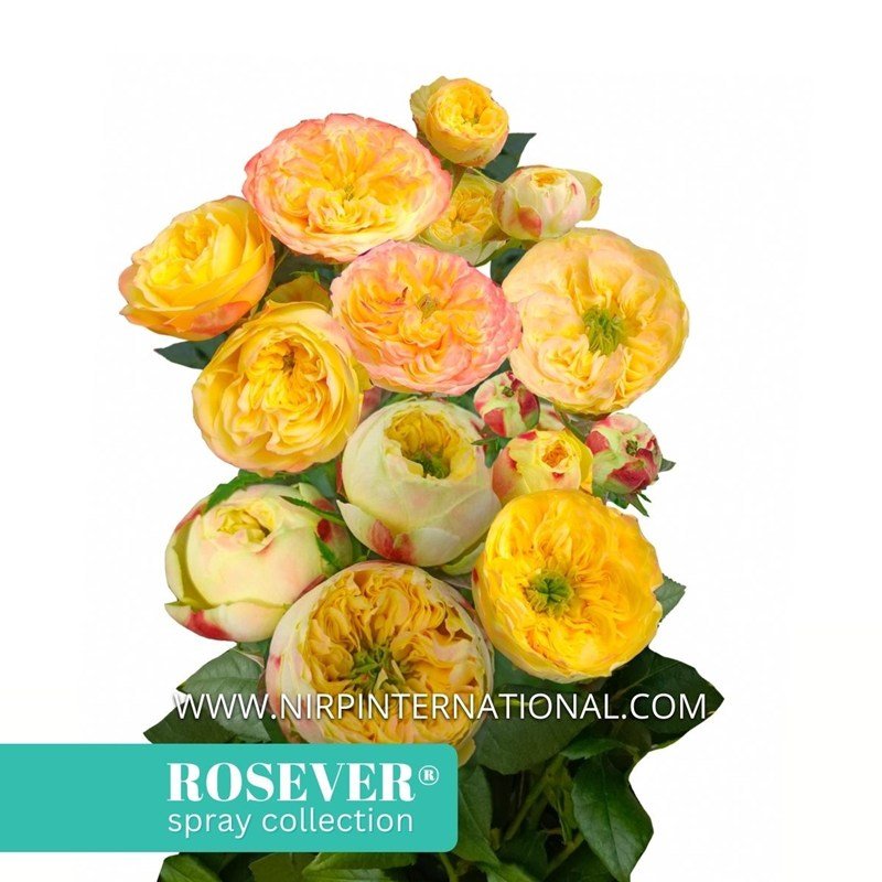 牡丹玫瑰恋人 Peonia Rosever