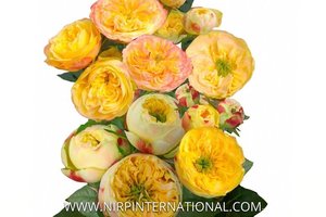 牡丹玫瑰恋人 Peonia Rosever