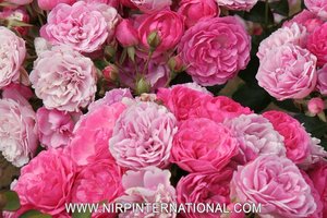 粉弗洛里兰PINK FLORILAND