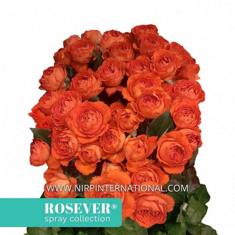 海洋咖啡馆月季 夏日玫瑰 SUMMER ROSEVER