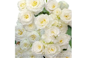 火焰玫瑰恋人 Flambeau Rosever