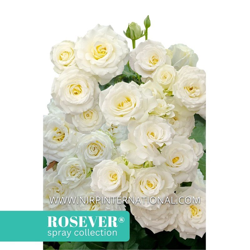 火焰玫瑰恋人月季 火焰玫瑰恋人 Flambeau Rosever