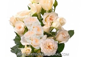 芳香玫瑰恋人 Fragrant Rosever