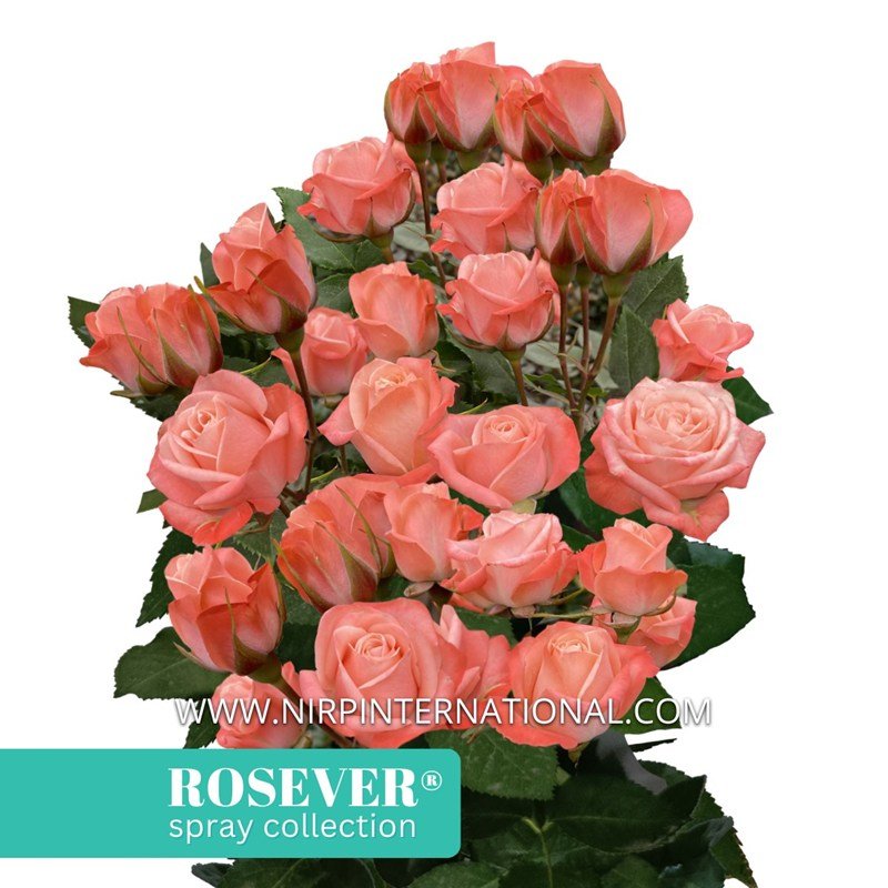 迷人玫瑰恋人月季 迷人玫瑰恋人 Charming Rosever