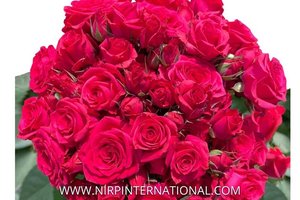 樱桃玫瑰恋人 Cherry Rosever
