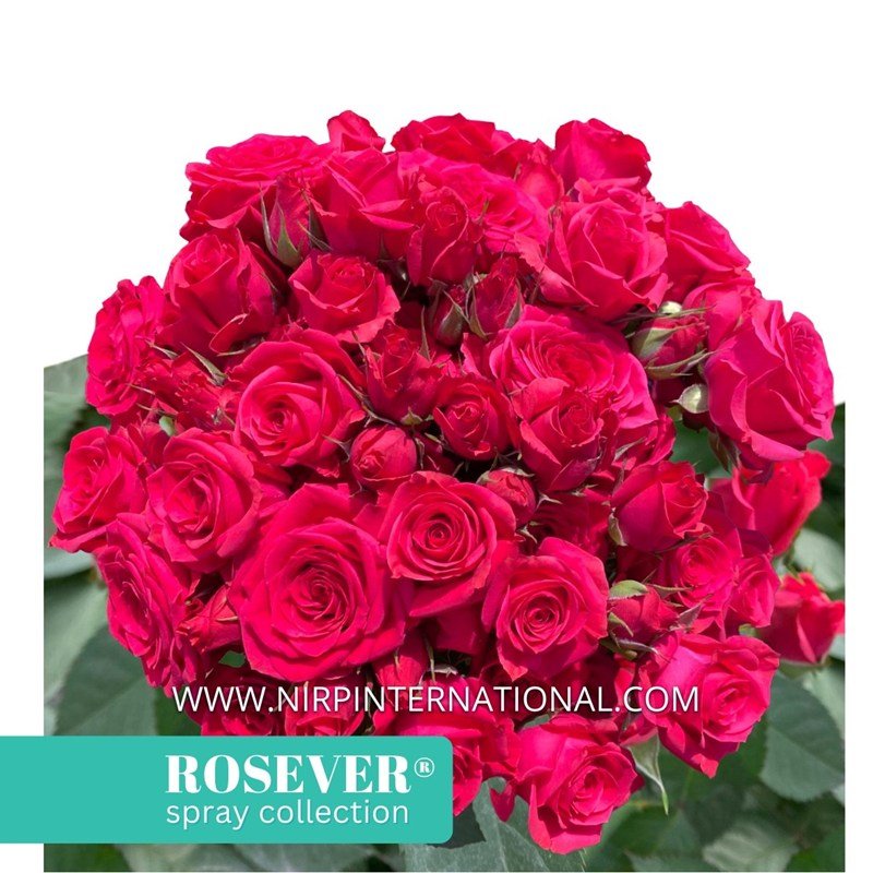 樱桃玫瑰恋人月季 樱桃玫瑰恋人 Cherry Rosever