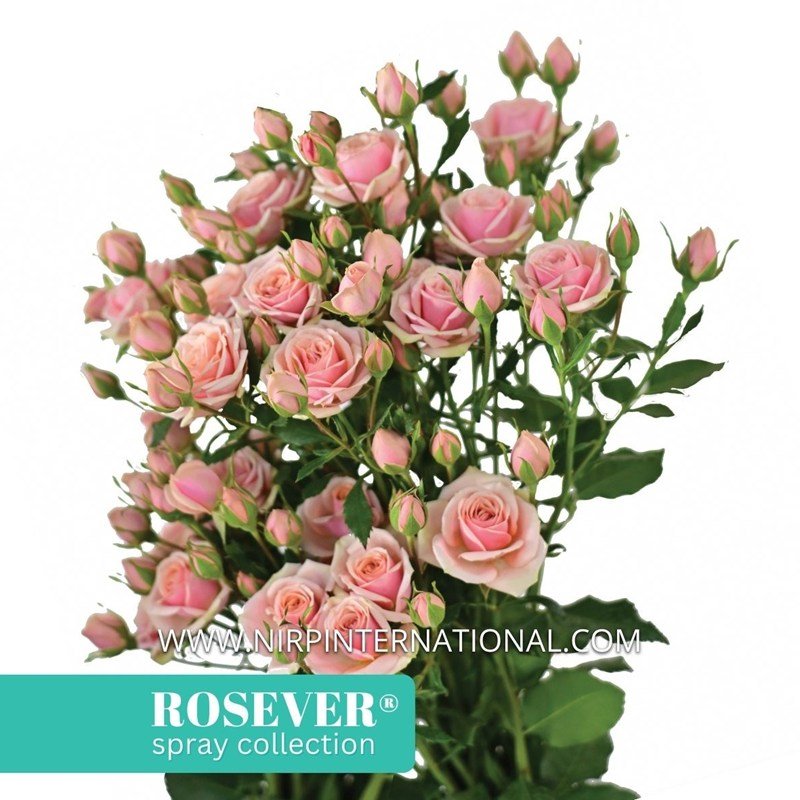 经典玫瑰恋人月季 经典玫瑰恋人 Classic Rosever