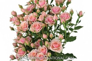 经典玫瑰恋人 Classic Rosever