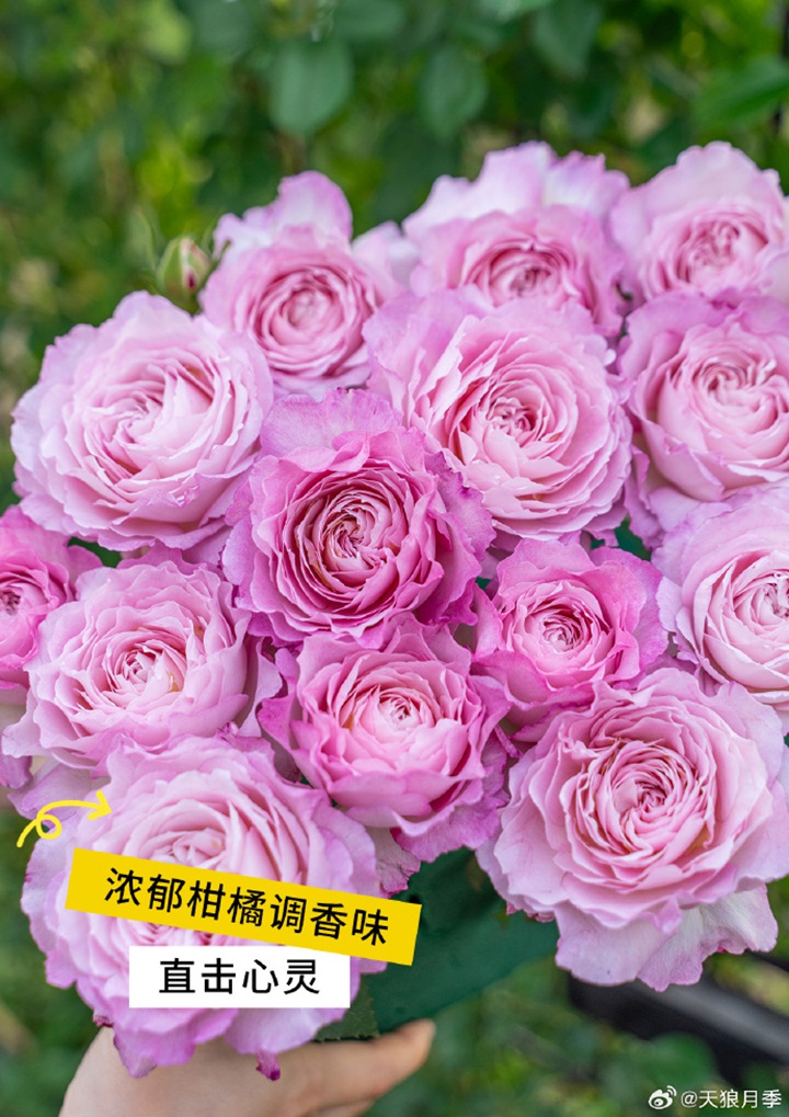 1789869386296440.jpg 杏苑雪晴