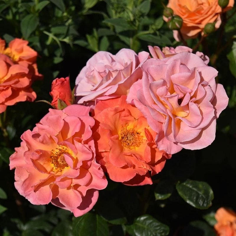伊芙琳梅月季 五月伊芙琳 Evelyn May