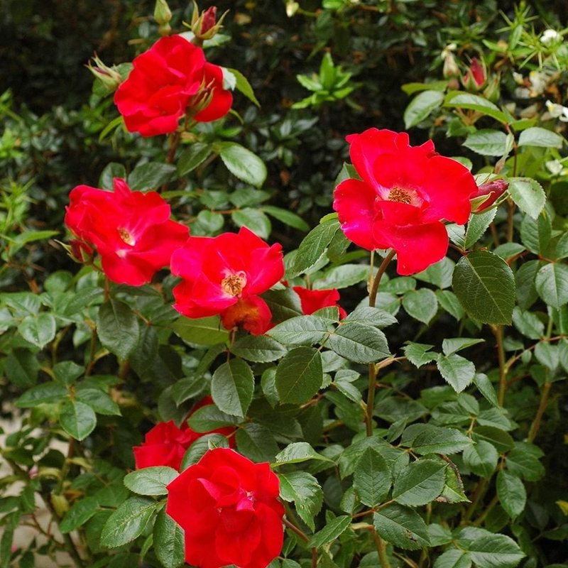 丘顿玫瑰月季 丘顿玫瑰Chewton Rose