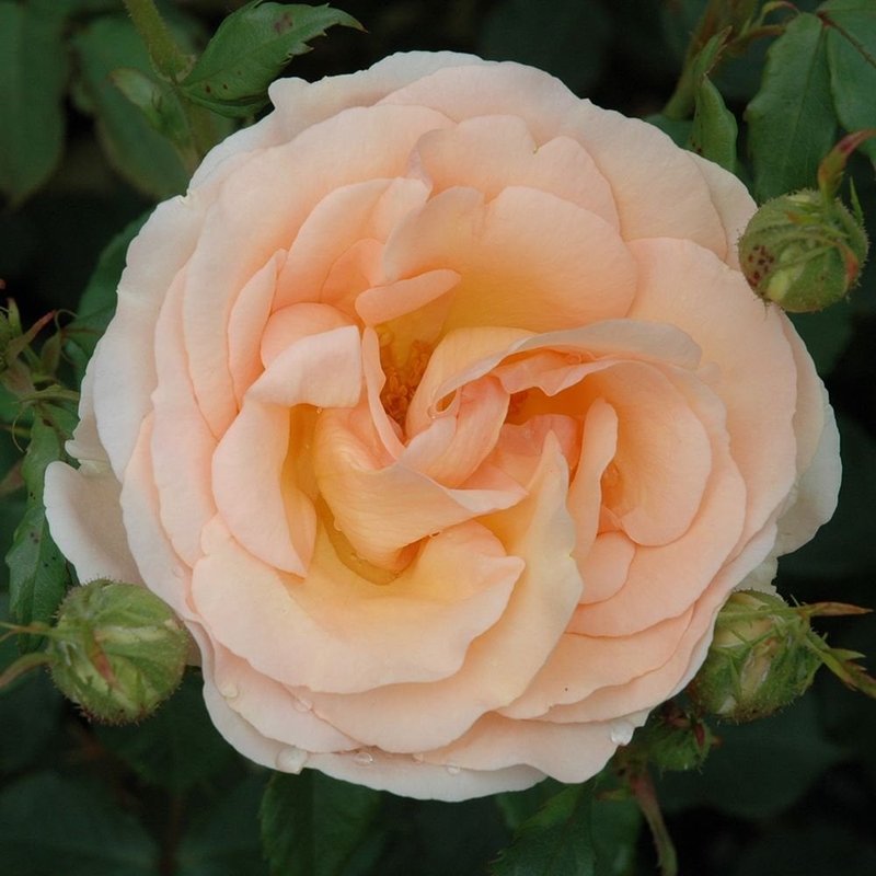 丘吉尔玫瑰月季 丘吉尔玫瑰The Churchill Rose