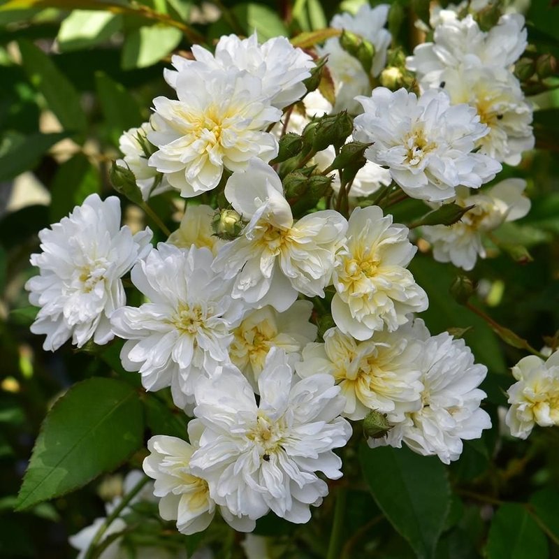 曼宁顿瀑布Mannington Cascade