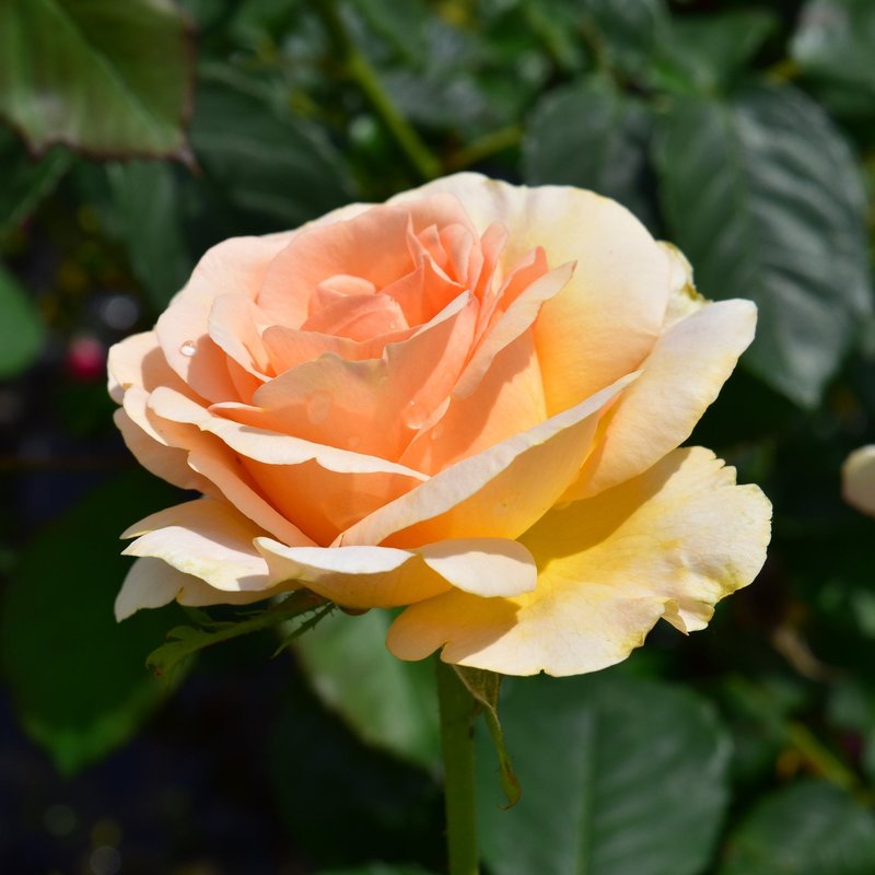 丘吉尔玫瑰月季 丘吉尔玫瑰The Churchill Rose