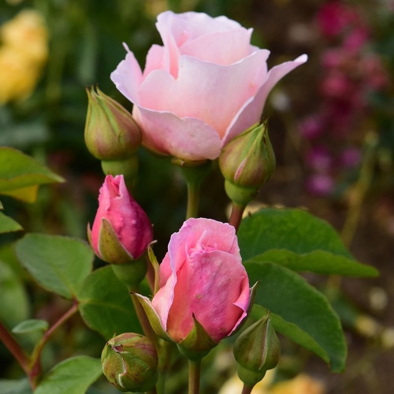 牛津药草园玫瑰月季 牛津药草园玫瑰Oxford Physic Rose