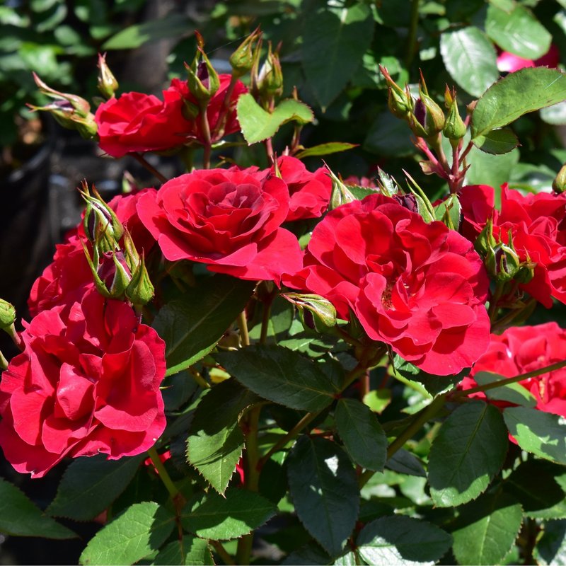 弗兰德斯玫瑰月季 弗兰德斯玫瑰Flanders Rose