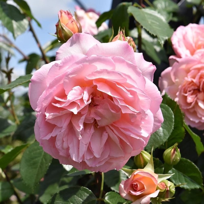 芳香庆典Fragrant Celebration