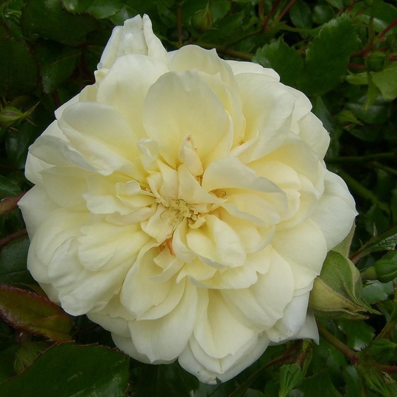 女王禧年玫瑰月季 女王禧年玫瑰Queen's Jubilee Rose