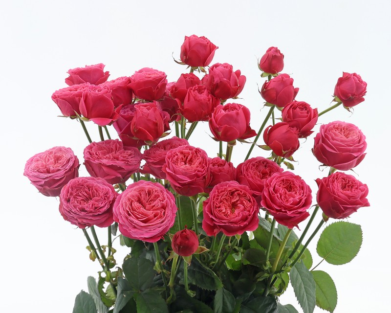 温馨玫瑰月季 温馨玫瑰Cosy Rosy