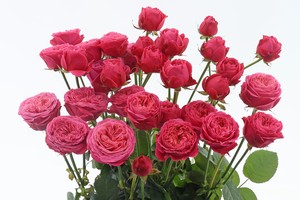 温馨玫瑰Cosy Rosy