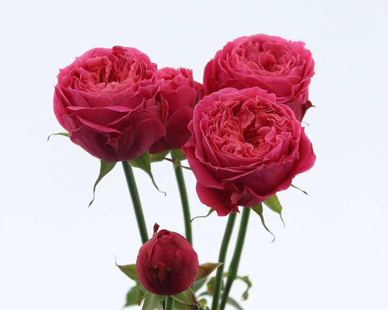 温馨玫瑰月季 温馨玫瑰Cosy Rosy